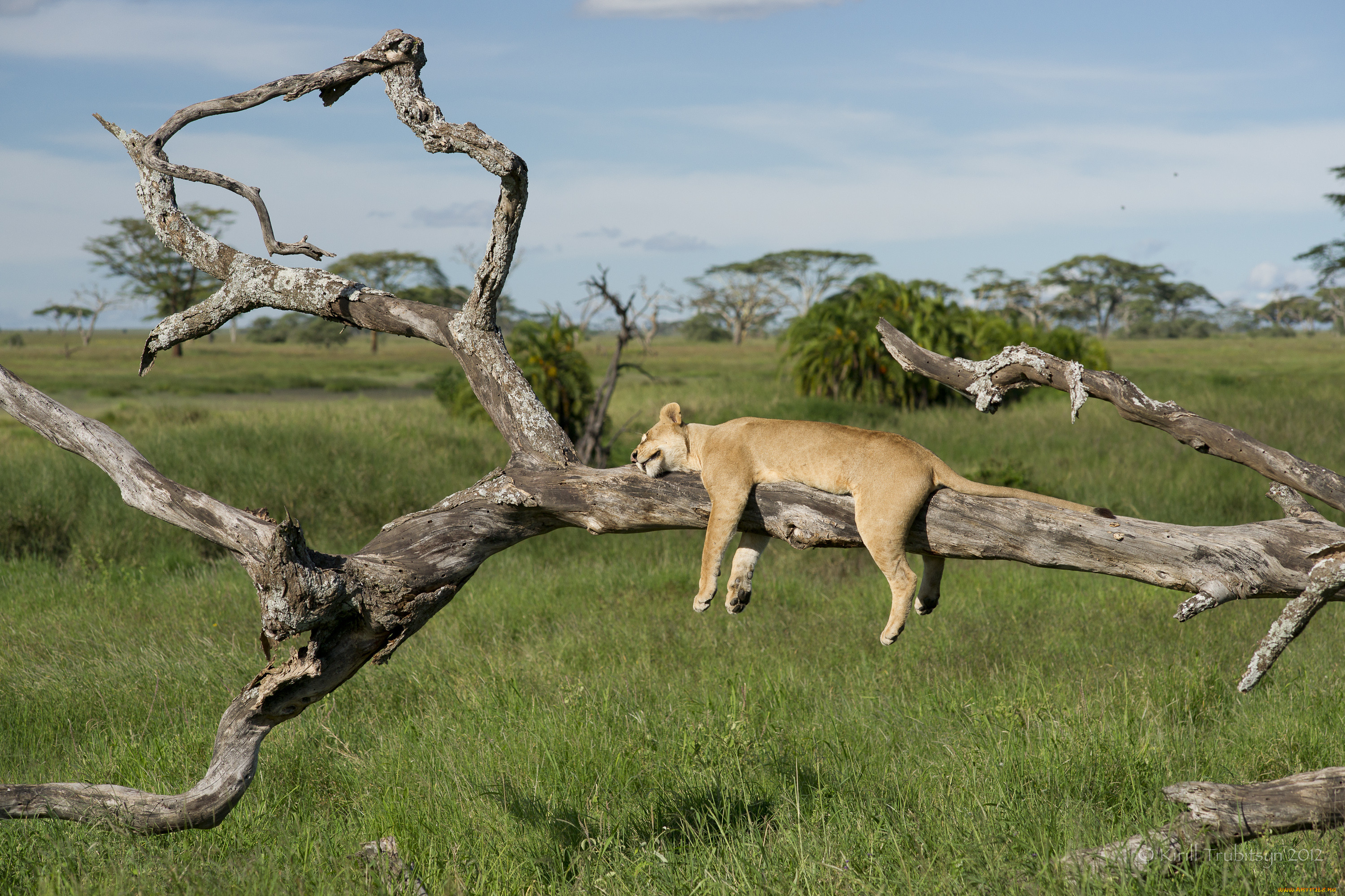 Серенгети национальный парк львы на дереве